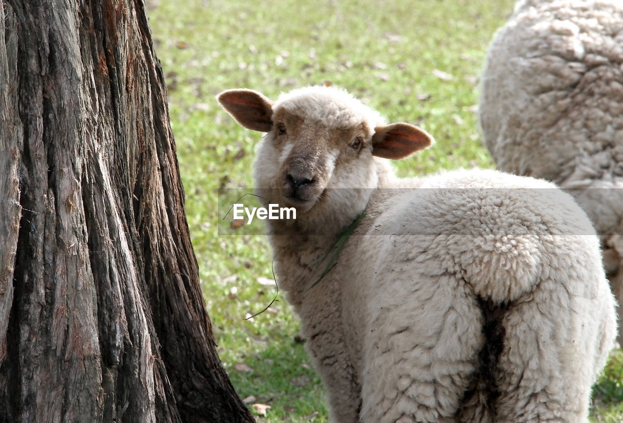 PORTRAIT OF SHEEP ON TREE