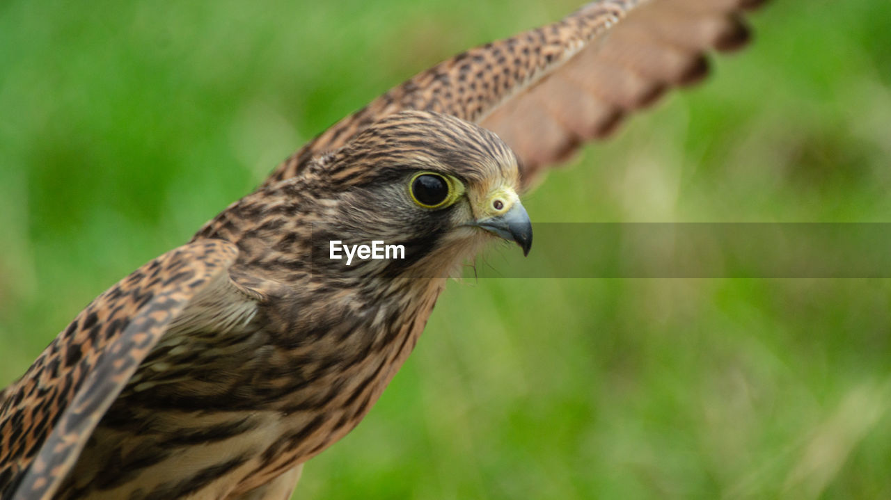 Close-up portrait of raptor bird of prey hawk falcon eagle in flight showing wings 