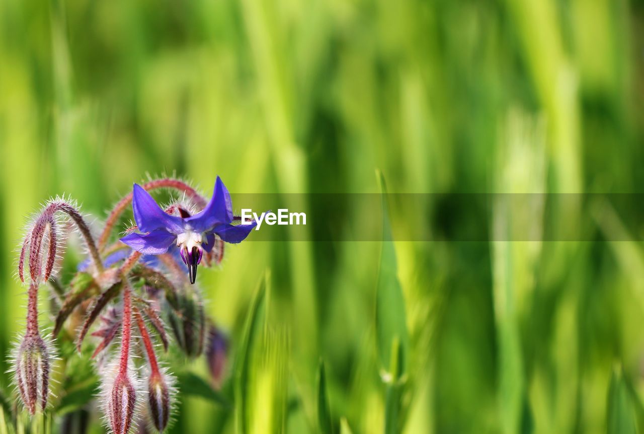 plant, flower, flowering plant, beauty in nature, grass, nature, meadow, green, growth, freshness, close-up, macro photography, purple, fragility, flower head, no people, focus on foreground, petal, field, land, prairie, lawn, animal wildlife, inflorescence, outdoors, environment, springtime, day, leaf, plant part, animal, botany, animal themes, insect, summer, wildlife, selective focus, wildflower, vibrant color, blue, plant stem, sunlight