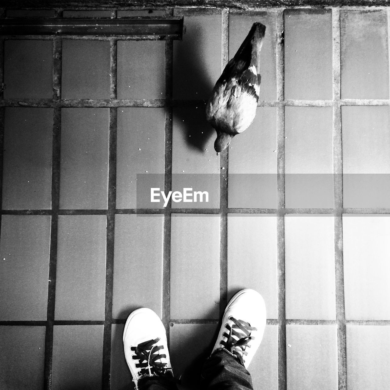 High angle view of person standing by pigeon on floor