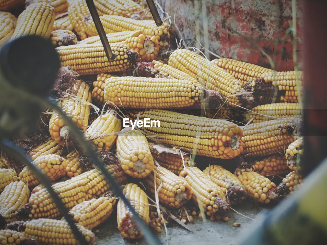 Close-up of corn at a farm