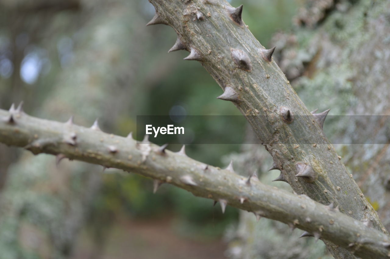 CLOSE-UP OF TREE TRUNK