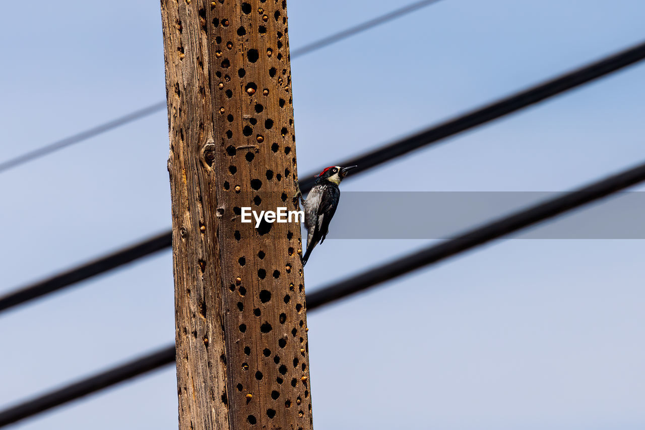 Low angle view of woodpecker on pole