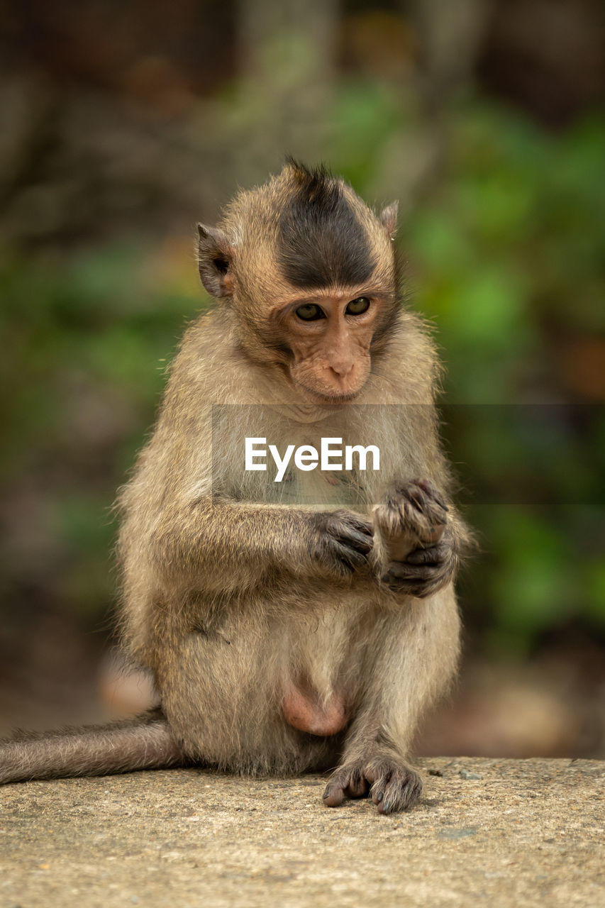 Baby long-tailed macaque grooming foot on wall