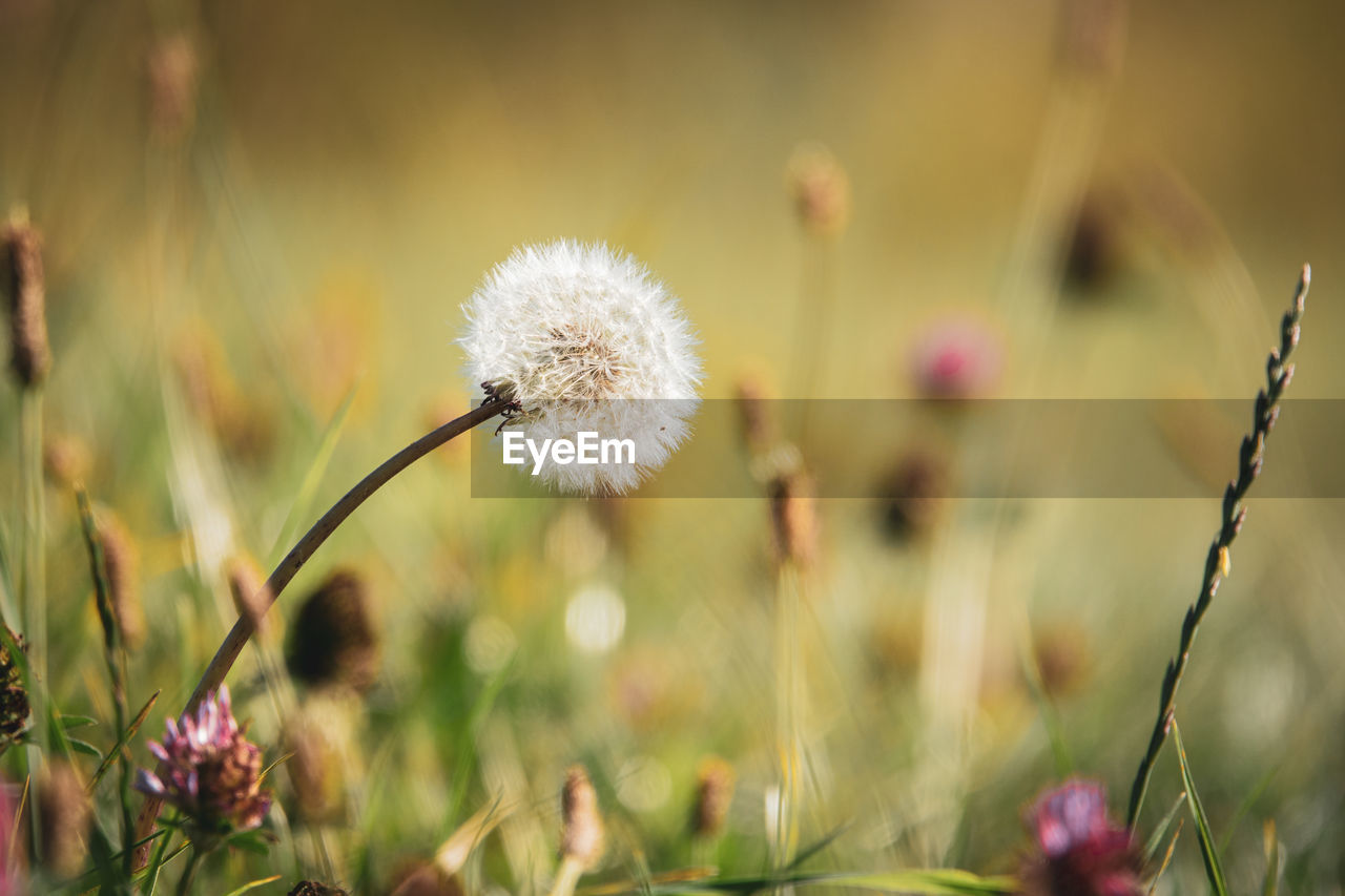 CLOSE-UP OF DANDELION FLOWER GROWING ON FIELD