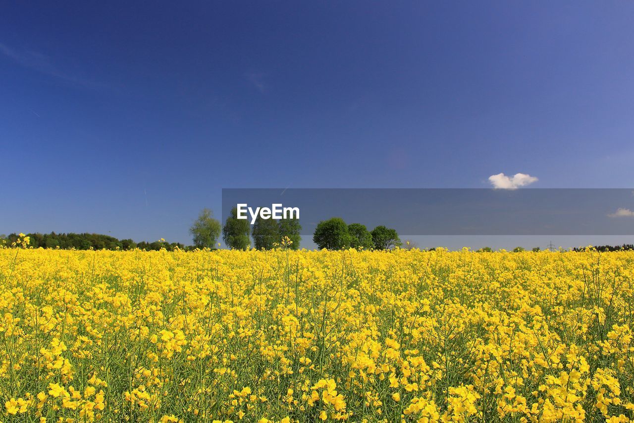 scenic view of oilseed rape field against blue sky