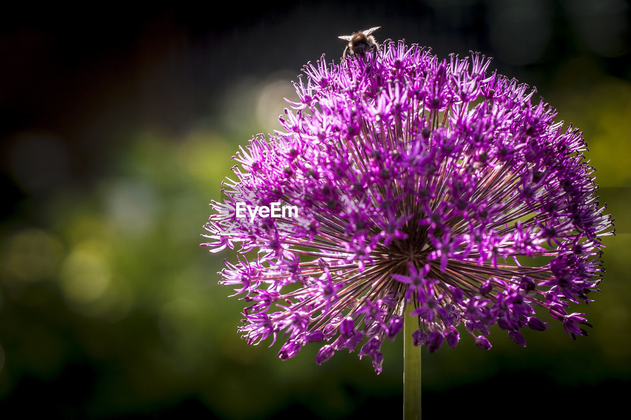 CLOSE-UP OF PURPLE THISTLE FLOWERS
