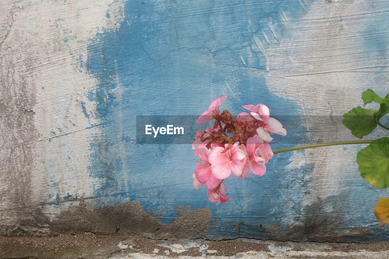 CLOSE-UP OF PINK FLOWERS AGAINST WALL