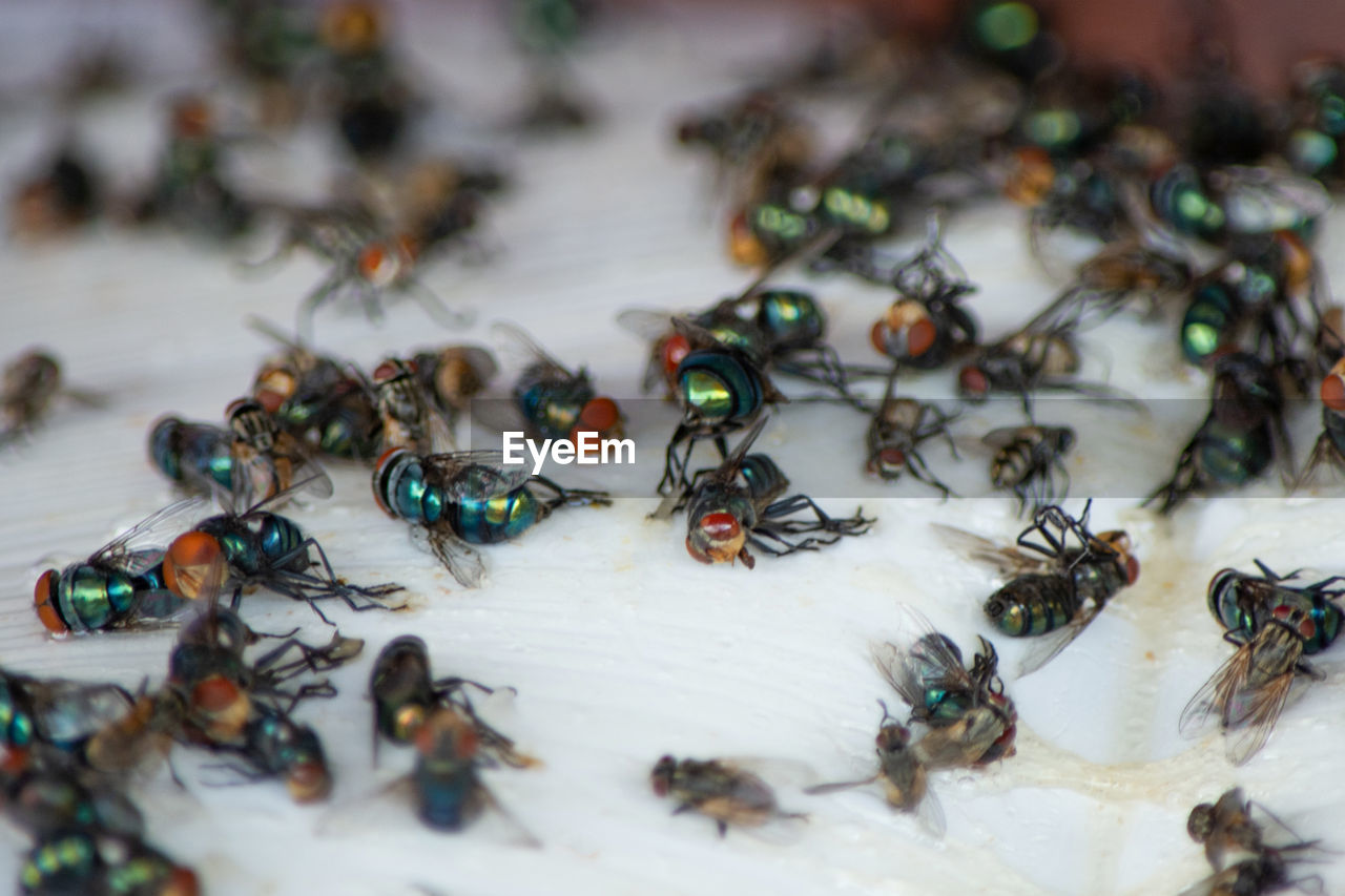 HIGH ANGLE VIEW OF INSECTS ON TABLE