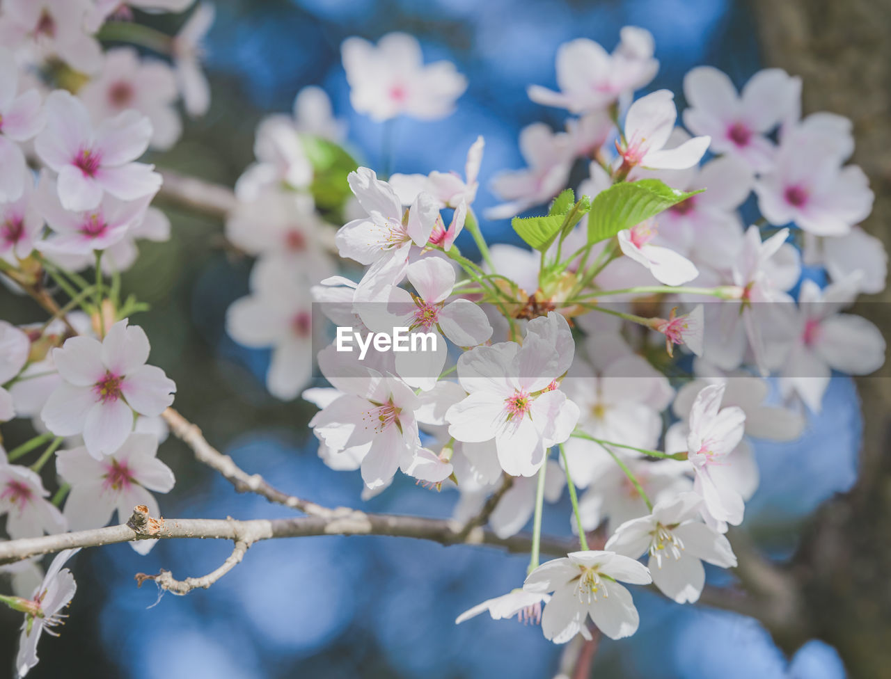 CLOSE-UP OF FRESH PINK FLOWERS ON BRANCH