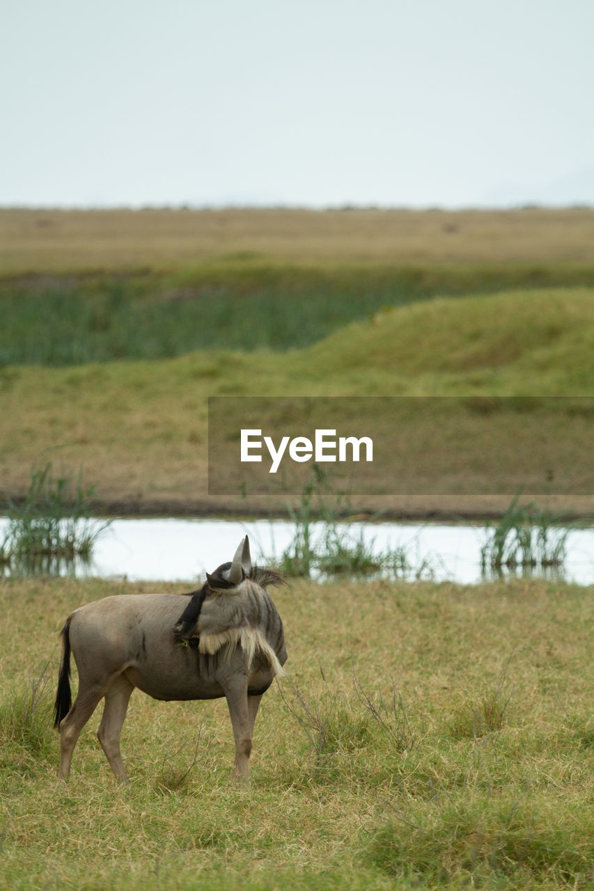 One wildebeest in a swanpy field