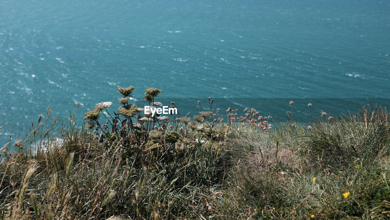 HIGH ANGLE VIEW OF PLANTS ON SHORE