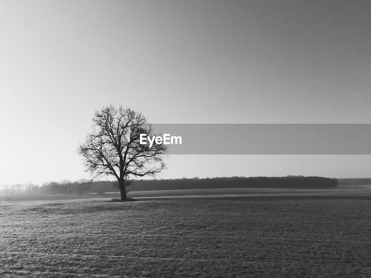 Bare tree on field against clear sky