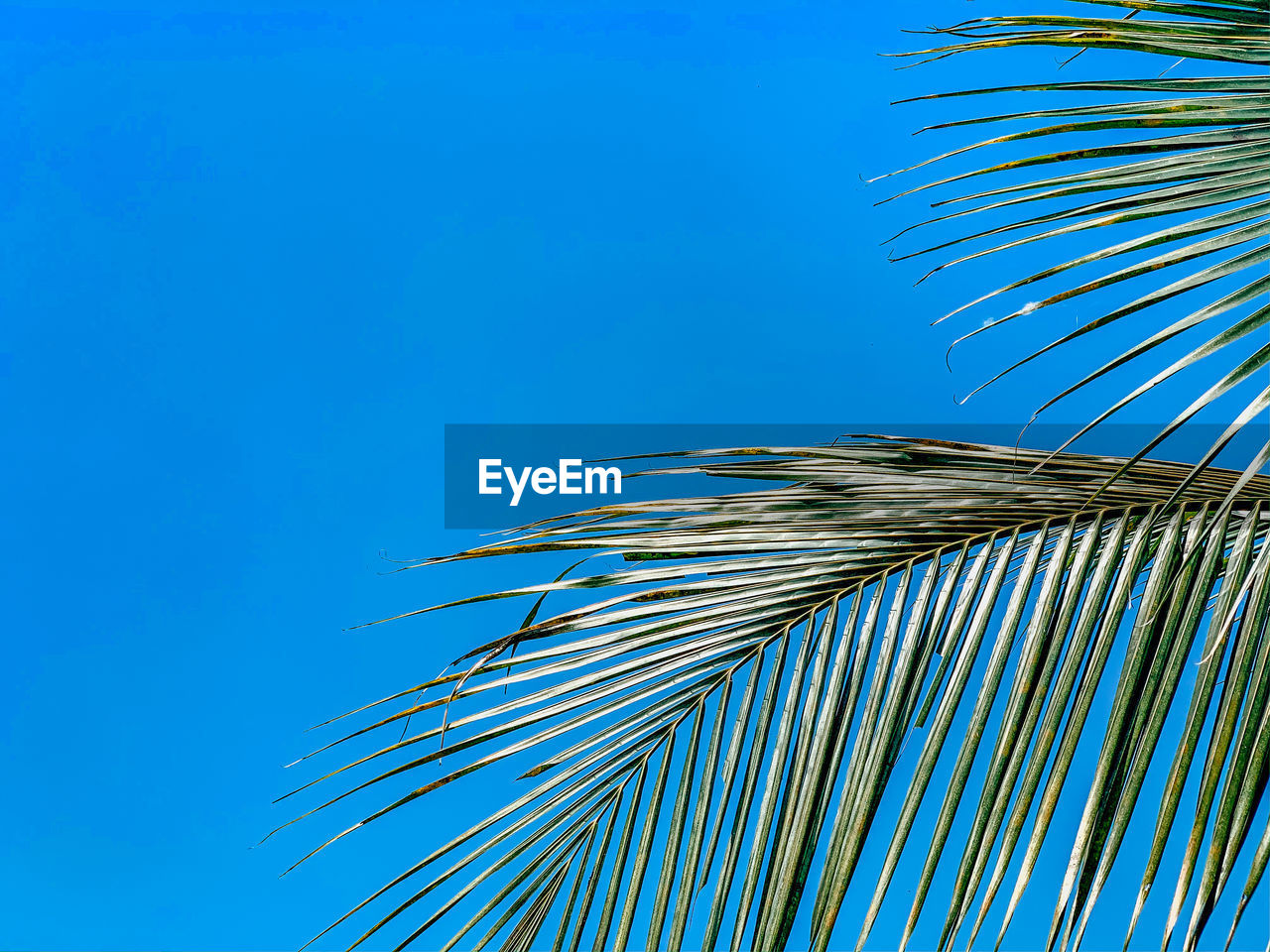 LOW ANGLE VIEW OF COCONUT PALM TREES AGAINST BLUE SKY