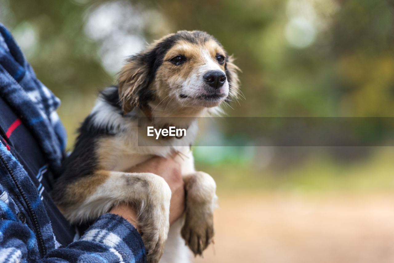 CLOSE-UP OF DOG LOOKING AWAY WHILE SITTING ON OUTDOORS