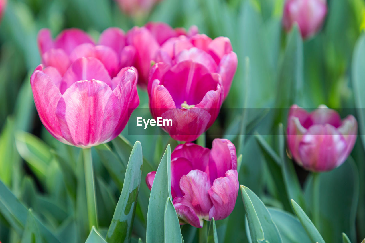 CLOSE-UP OF PINK TULIPS PURPLE TULIP