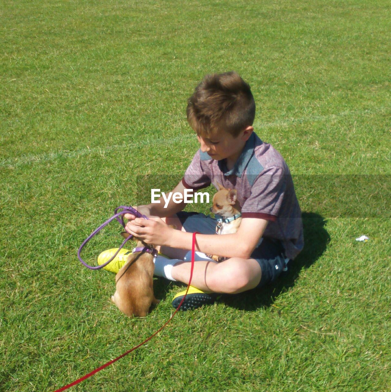 High angle view of boy playing with chihuahua puppies at park