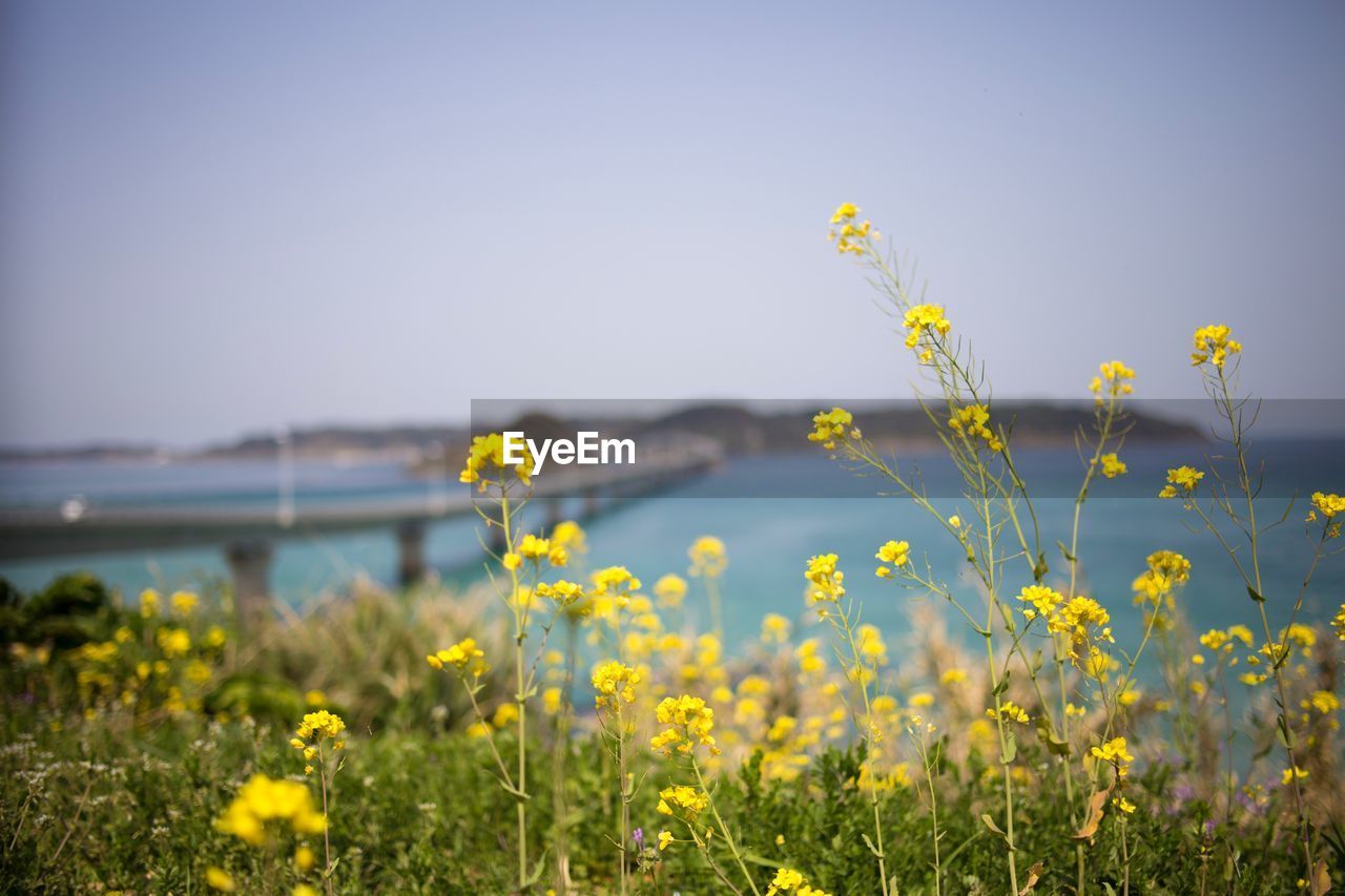 Yellow flowering plants on field against sky