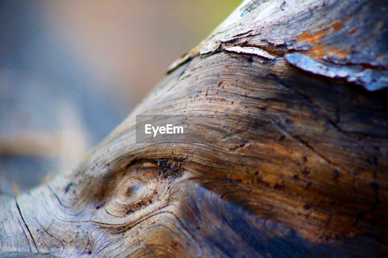 CLOSE-UP OF SNAKE ON TREE TRUNK