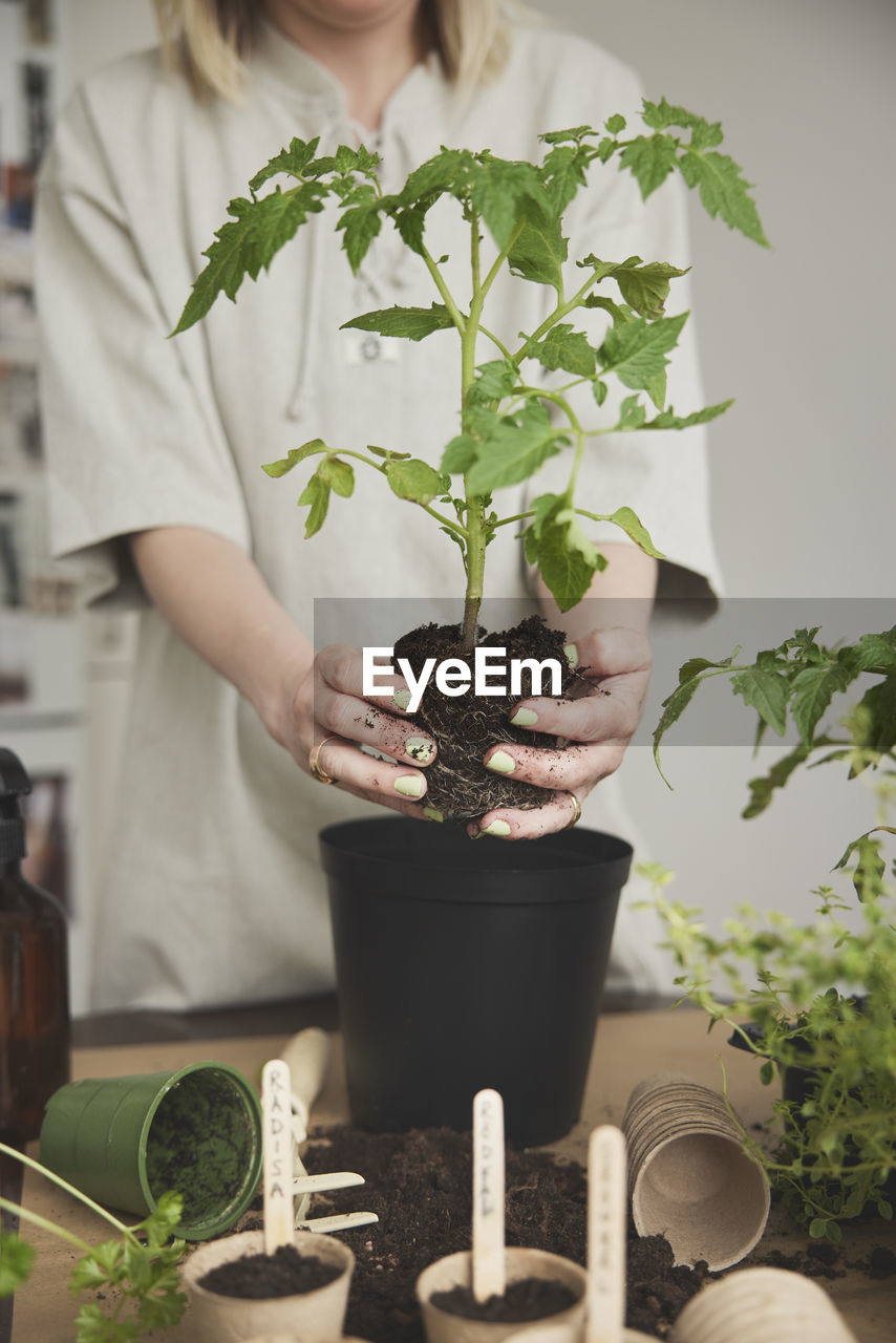 Woman planting herbs and tomato plants