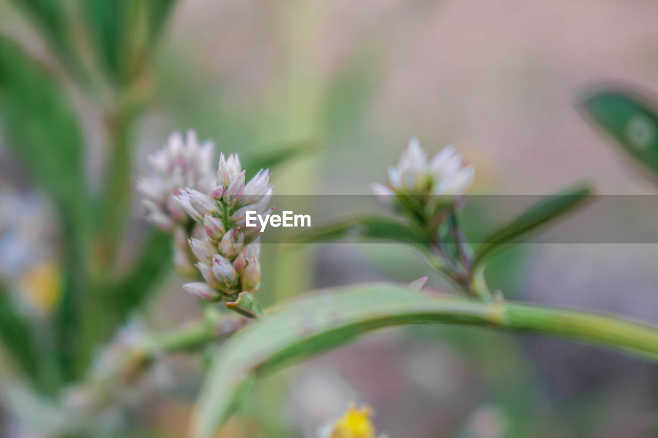 Close-up of flowering plant