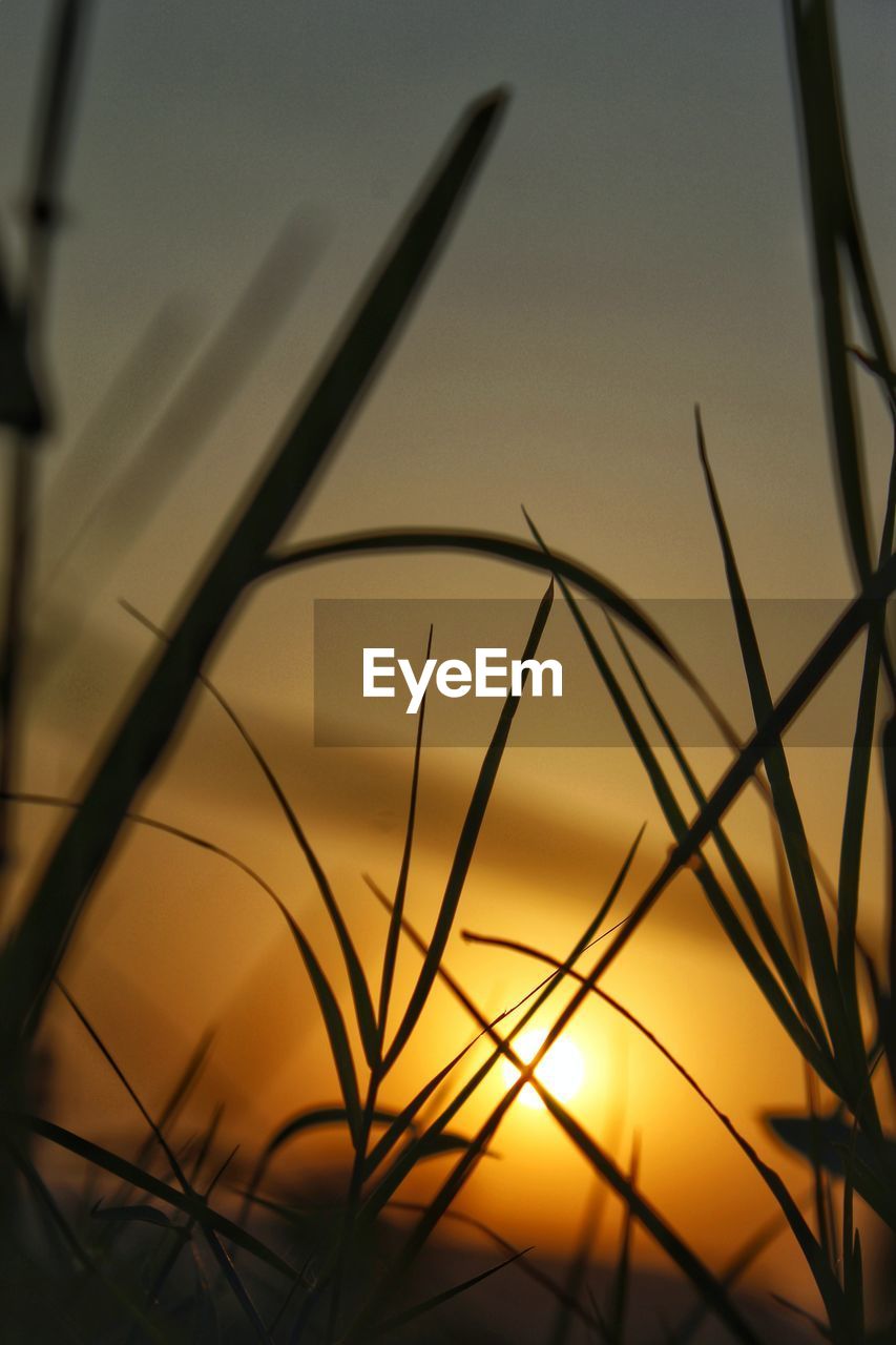 CLOSE-UP OF SILHOUETTE GRASS AGAINST SUNSET