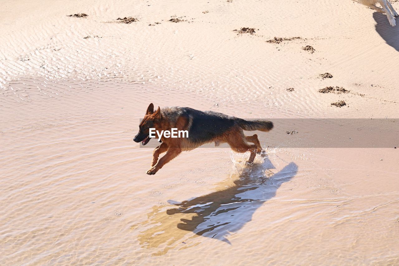 Dog running on beach