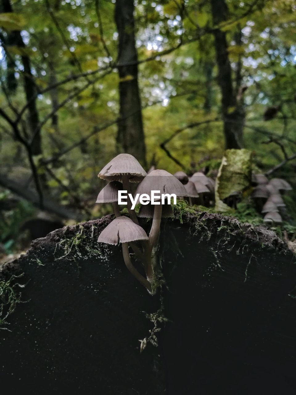 CLOSE-UP OF MUSHROOM GROWING ON PLANT