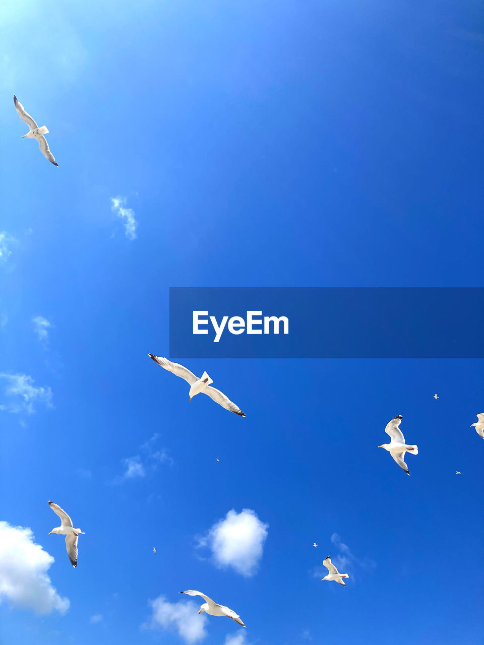flying, sky, blue, cloud, bird, nature, animal, mid-air, animal themes, group of animals, airplane, air vehicle, wildlife, animal wildlife, low angle view, no people, flock, day, seabird, wing, outdoors, motion, large group of animals, gull, transportation, beauty in nature, air show, flock of birds, on the move, environment, seagull