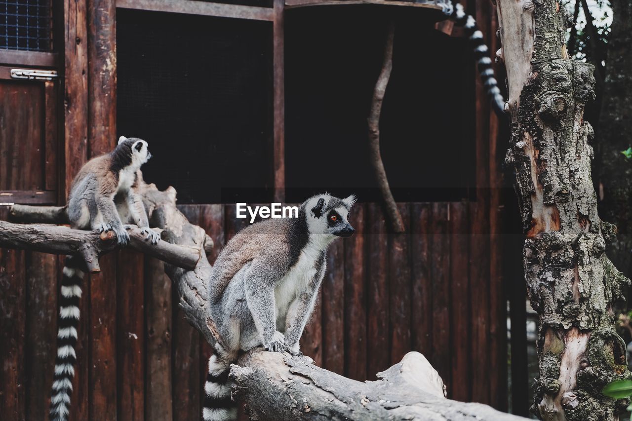 VIEW OF TWO CATS ON WOOD