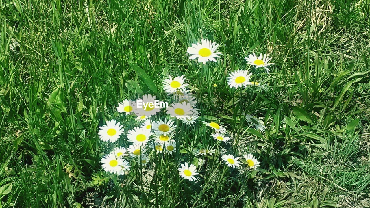 WHITE DAISY FLOWERS IN FIELD