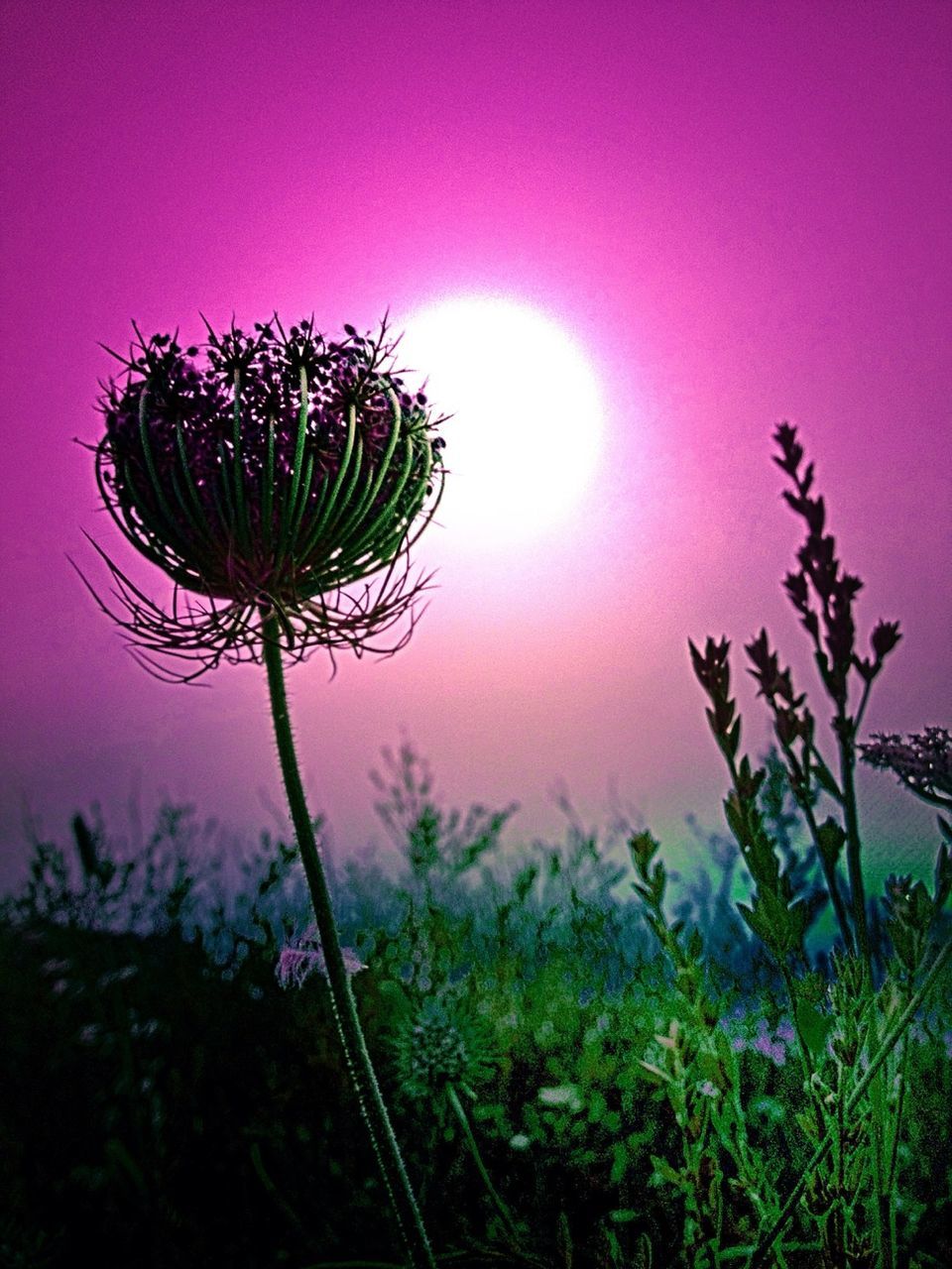 LOW ANGLE VIEW OF PLANTS AGAINST SKY