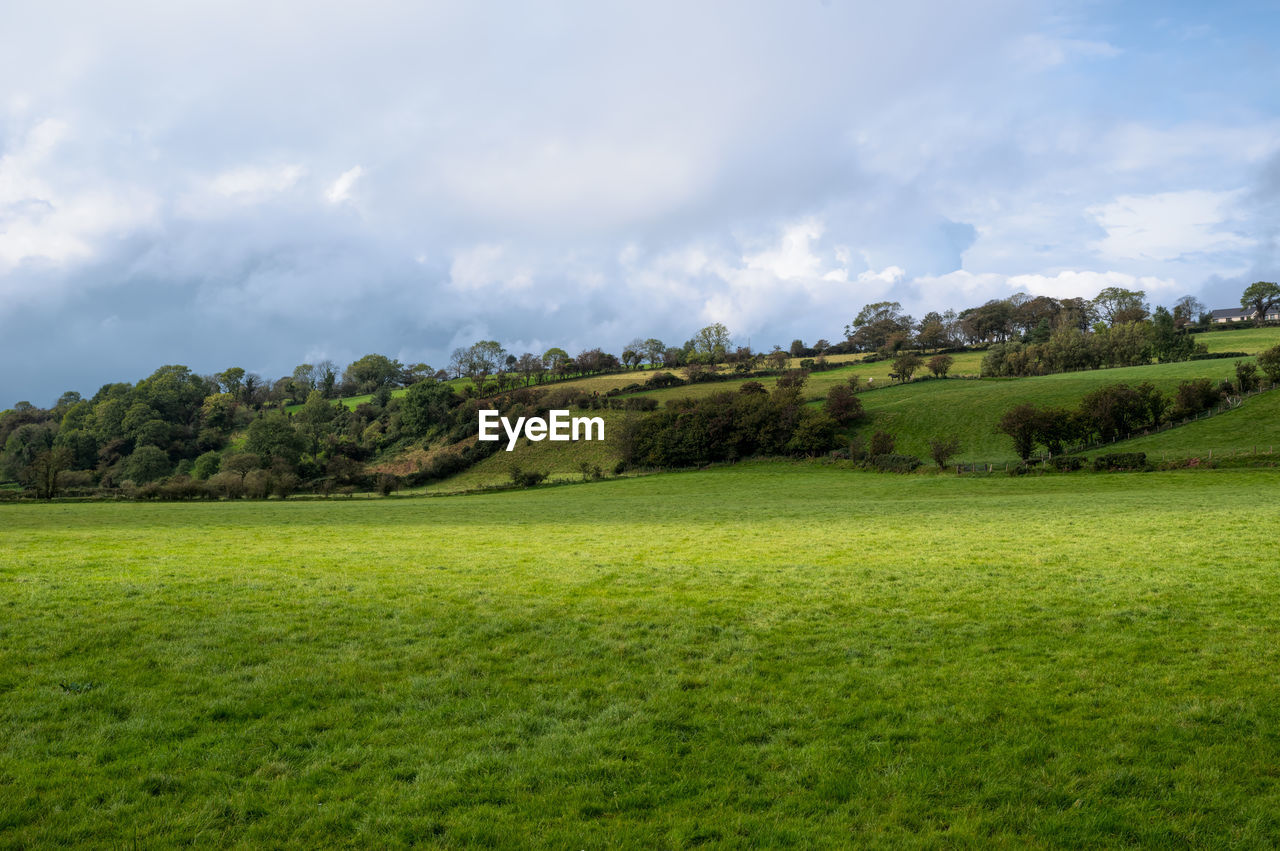 TREES GROWING ON FIELD AGAINST SKY