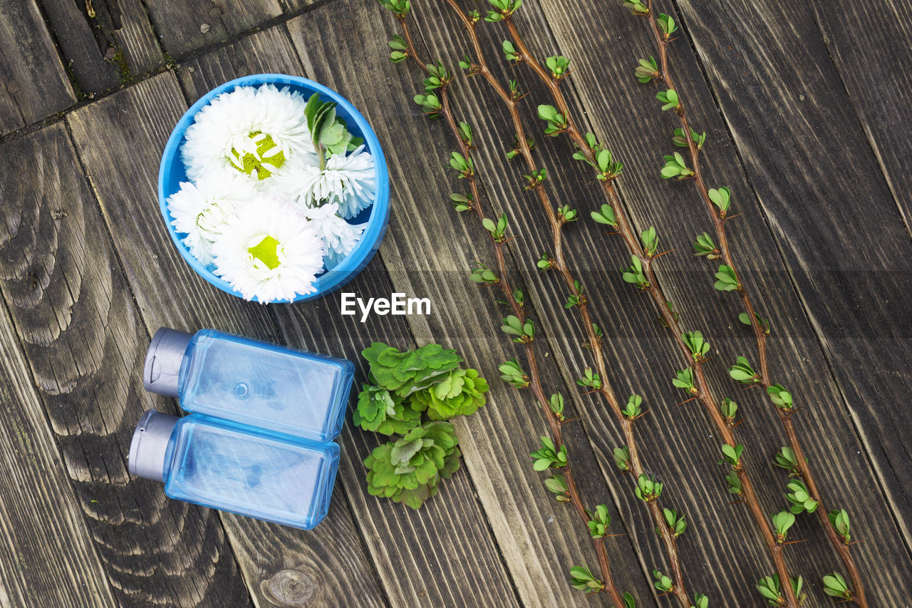 HIGH ANGLE VIEW OF FRESH GREEN PLANT ON WOODEN SURFACE