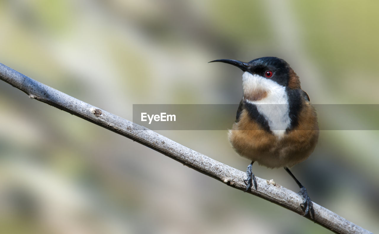 Close-up of bird perching on stick