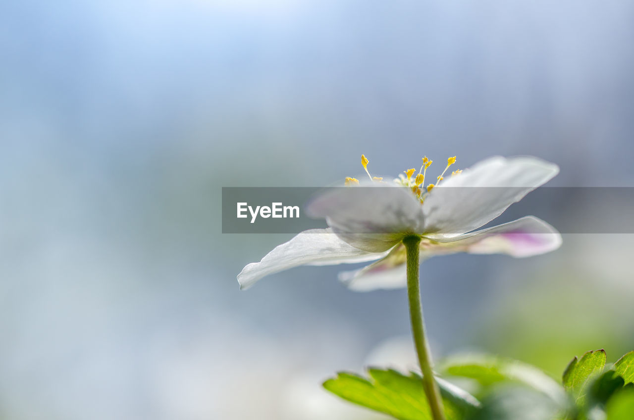 Anemone nemerosa, wood flower, macro of a spring forest flower.