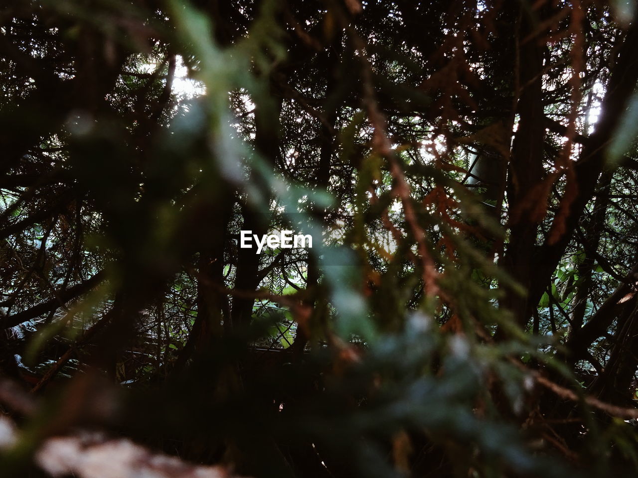 LOW ANGLE VIEW OF TREES