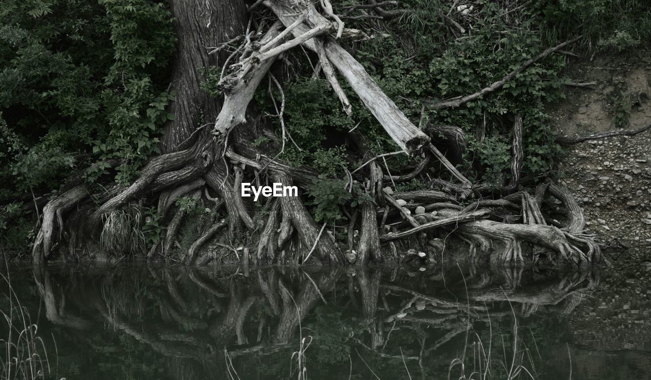 Reflection of trees in lake