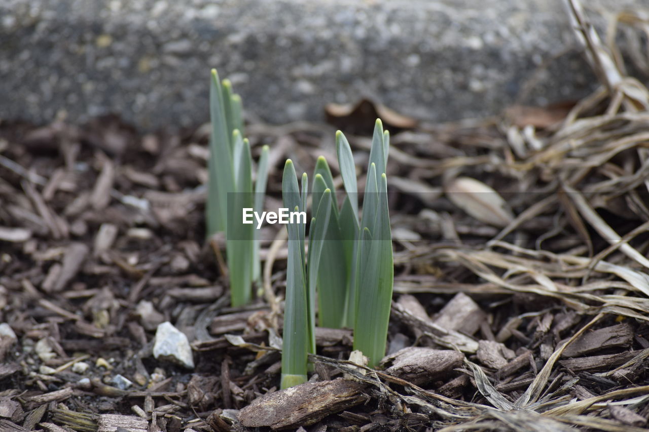 Close-up of plants growing on field