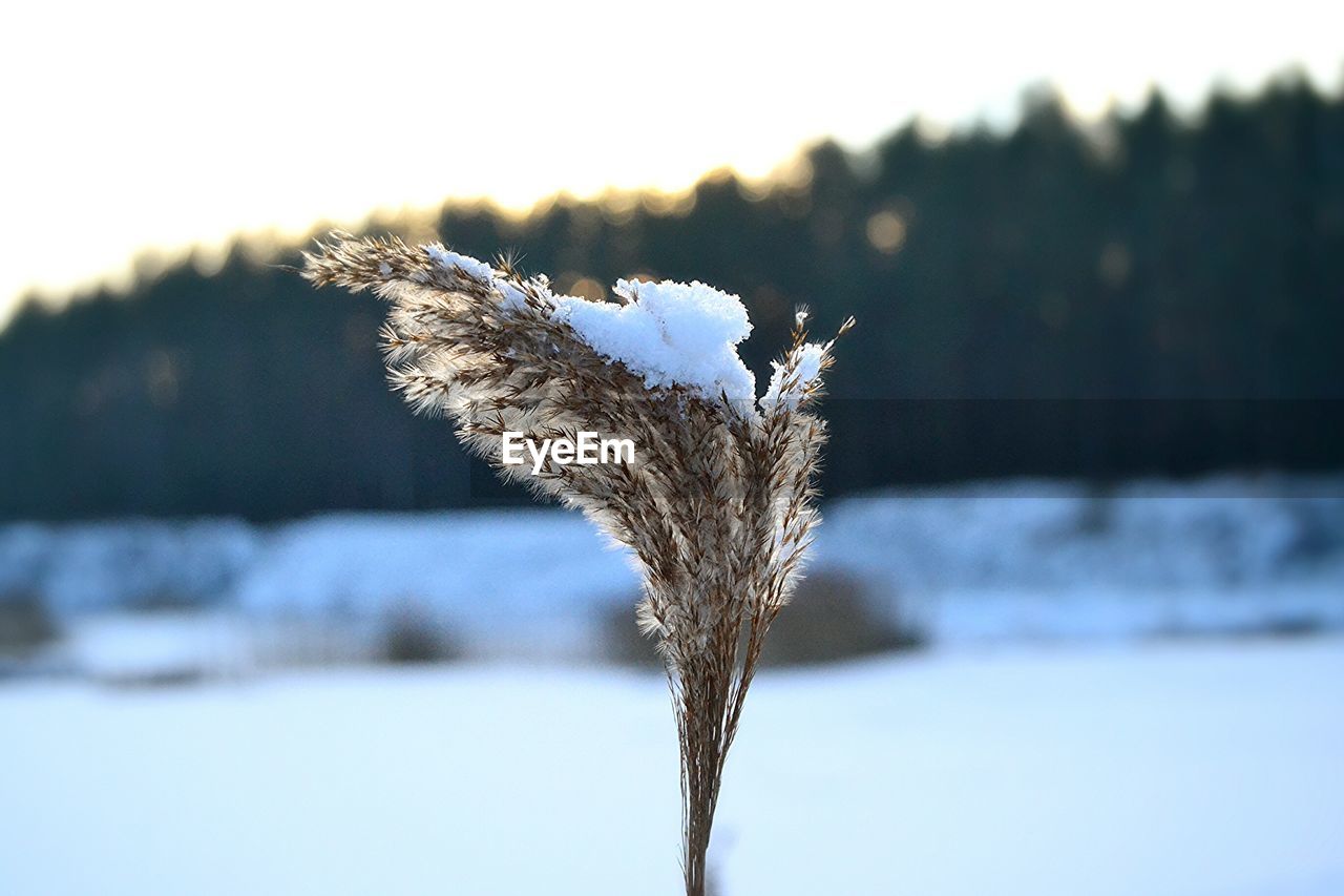 Close-up of snow on plant