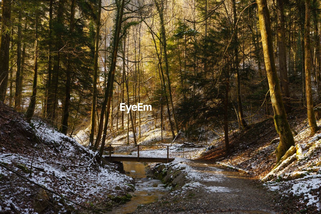 RIVER AMIDST TREES IN FOREST