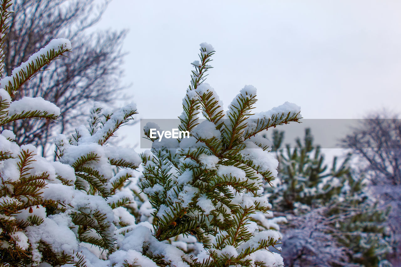 Green branches and leaves of taxus baccata yew covered with snow in winter season.