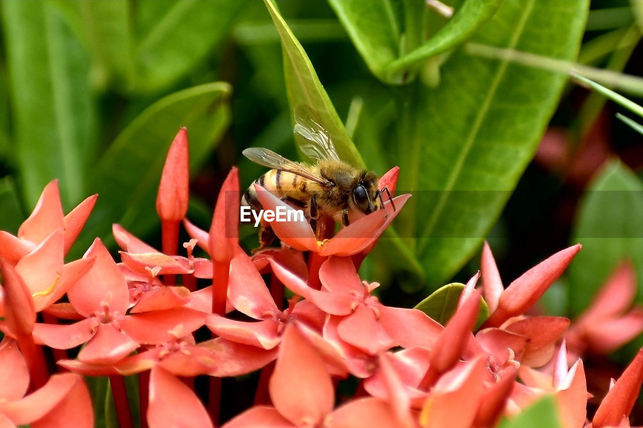 CLOSE-UP OF HONEY BEE ON FLOWERS