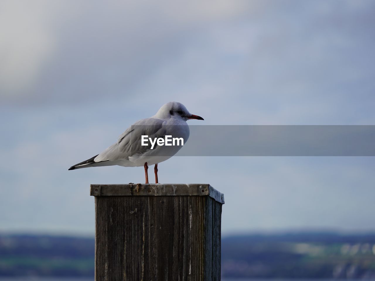 bird, animal wildlife, animal themes, animal, wildlife, one animal, perching, gull, wood, wooden post, post, seabird, no people, nature, sea, focus on foreground, seagull, beak, day, full length, side view, sky, water, blue, outdoors, european herring gull, standing, beauty in nature