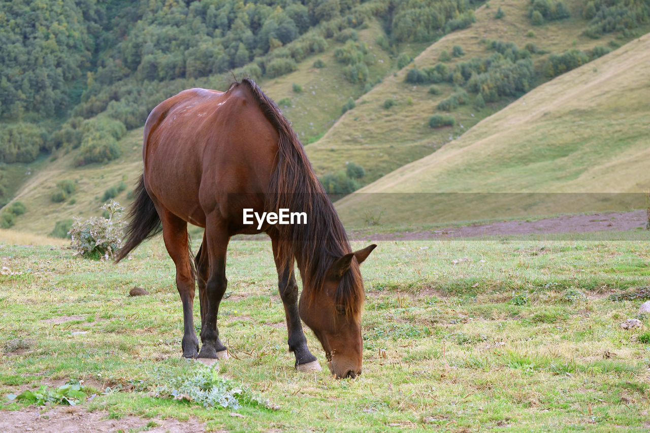 One brown wild horse grazing in a foothills meadow