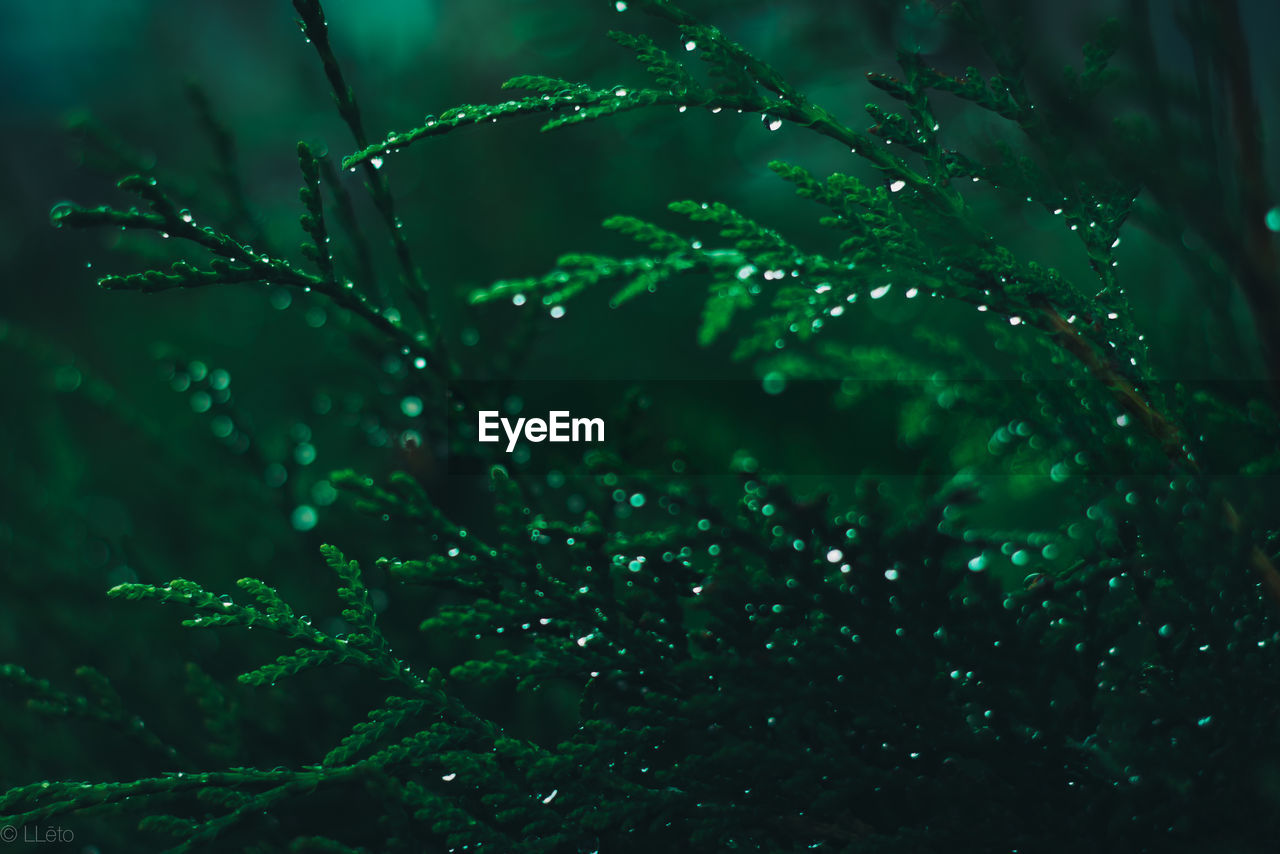 Close-up of water drops on leaf