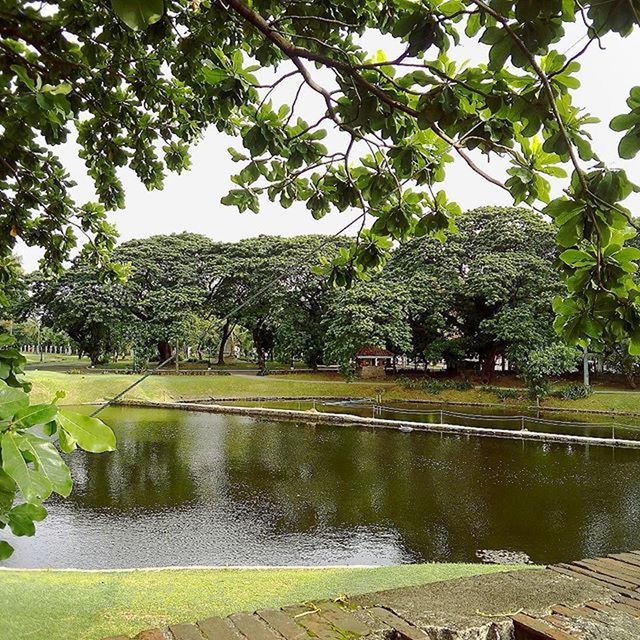 SCENIC VIEW OF TREES BY RIVER