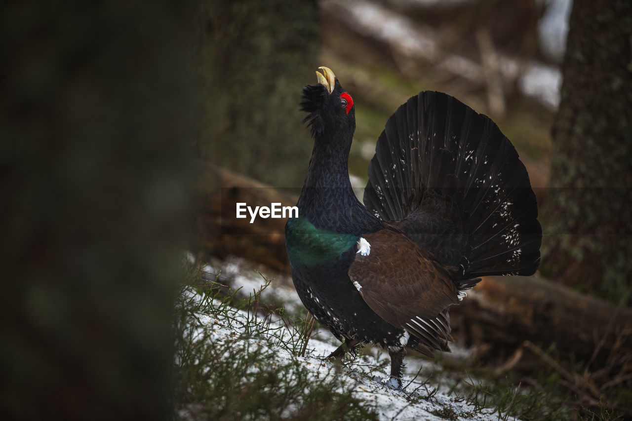 Capercaillie in the mating season from carpathian mountains, romania. wildlife photography of birds 