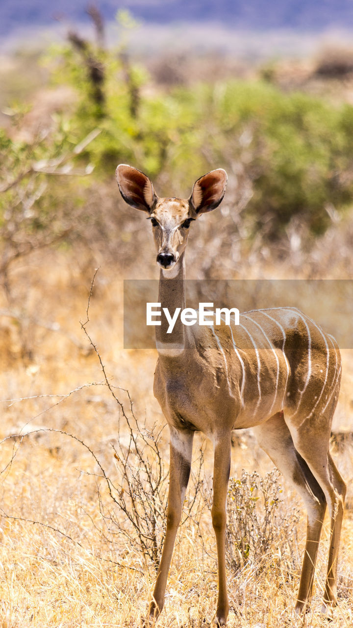 CLOSE-UP PORTRAIT OF GIRAFFE ON TREE