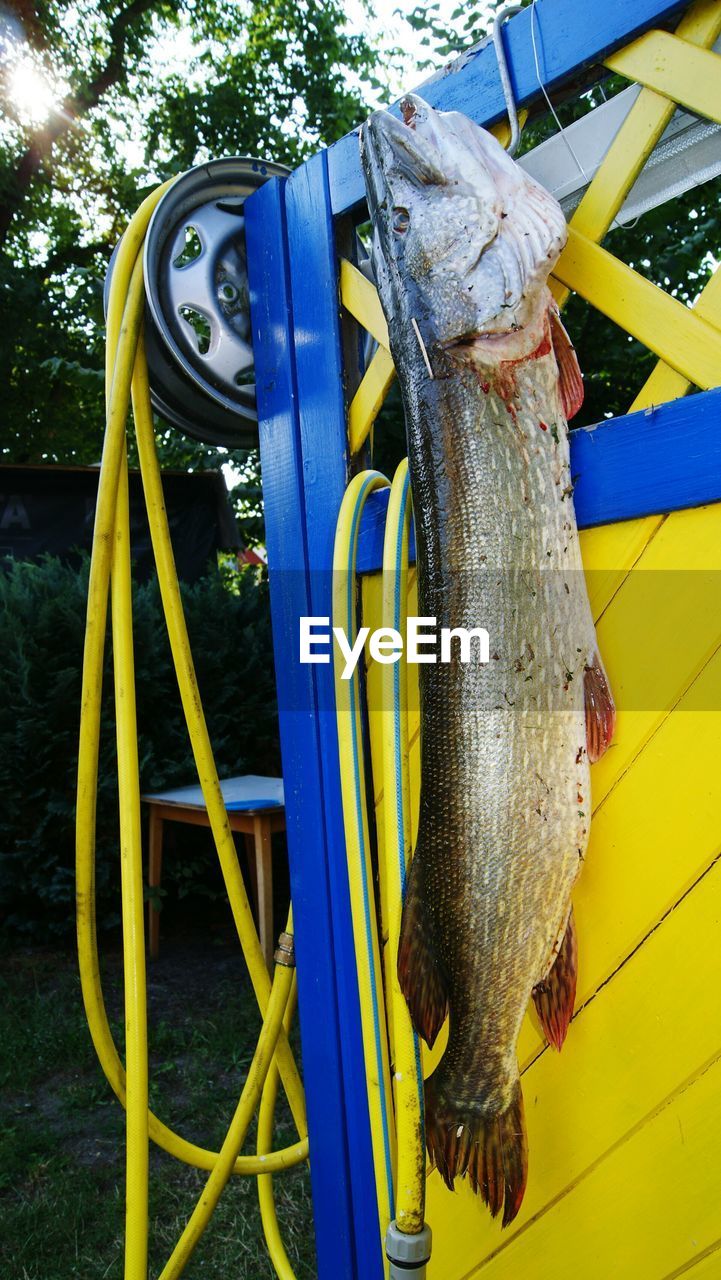 Fish hanging by yellow fence